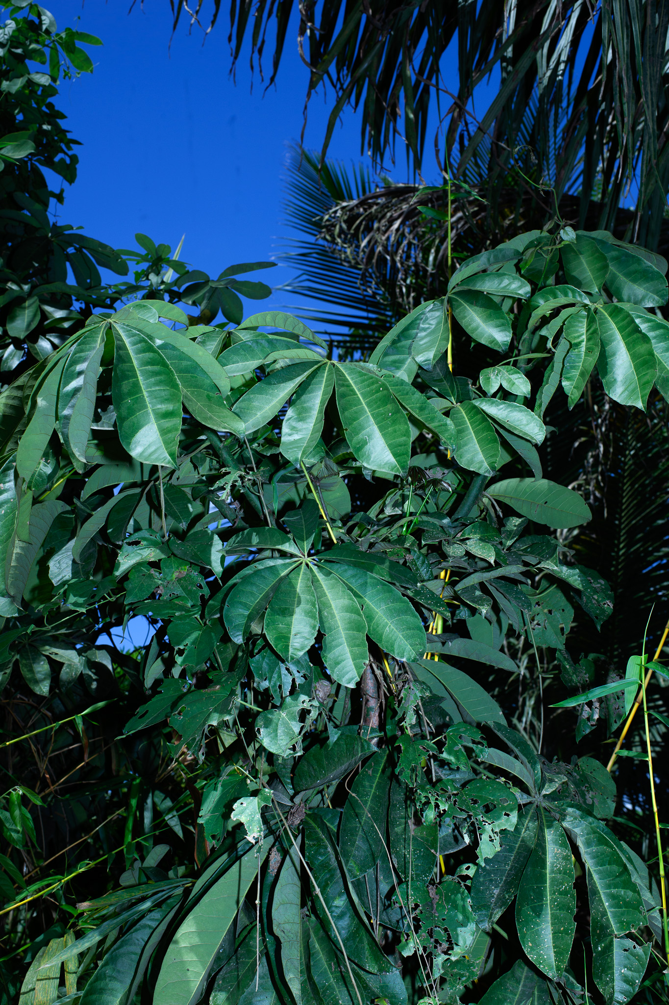 sepur_3 (1)